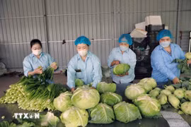 Envasado de verduras producidas mediante el proceso VietGap en la Cooperativa Agrícola Van Duc, Hanoi. (Foto: VNA)