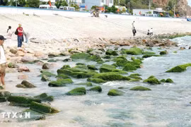 Turistas visitan la playa de rocas de musgo de Nhon Hai. (Foto: VNA)