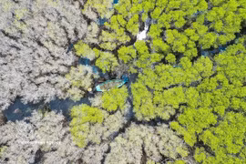 Manglar de Bau Ca Cai en provincia de Quang Ngai: un “pulmón verde” prístino y atractivo