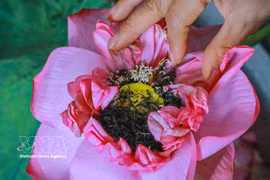 Arte del té de loto de Quang An mantiene vivo el patrimonio cultural de Hanoi