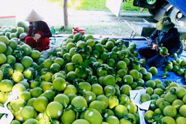 Las exportaciones de frutas y verduras en los primeros seis meses de 2025 disminuyen en comparación con 2024. (Foto: Vietnam+)