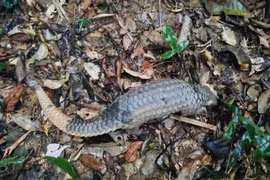 El pangolín de Java fue liberado de nuevo en su hábitat natural. (Foto: Centro de Rescate Animal)