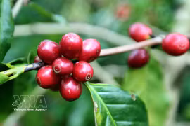 En los primeros nueve meses de 2026, Vietnam exportó unos 1,4 millones de toneladas de café por 6,54 mil millones de dólares, un 15,4% más en volumen, pero un 7,3% menos en valor interanual. (Foto: VNA)