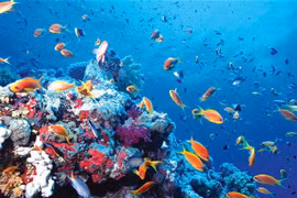 Requieren plan maestro para conservación de biodiversidad marina en Vietnam