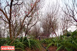 Nhat Tan preparado para la próxima cosecha de flores de melocotón