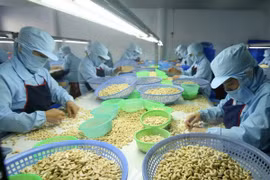 Gran esperanza sobre aumento de exportaciones de anacardo vietnamita a EE.UU.