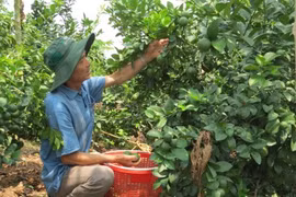 Vietnam exporta limones a Sudcorea
