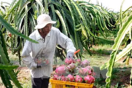 Australia autorizará la importación de pitahaya vietnamita 