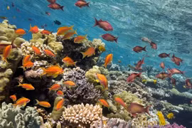Recuperan arrecifes de coral en provincia central de Vietnam