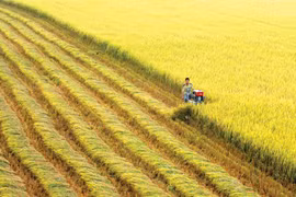 Banco Mundial financia plan de agricultura sostenible en Vietnam