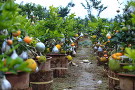 Hortelano vietnamita crea árbol con diez diferentes tipos de frutas