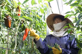 Empresas de Vietnam y Japón cooperan en desarrollo agrícola