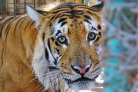 Asia debe cerrar todos los criaderos de tigre para 2019