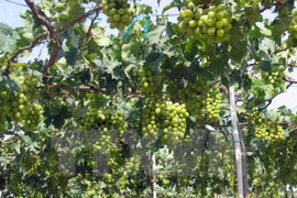 Inauguran Festival de uva, vino y gastronomía en Ninh Thuan