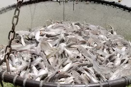 Supervisión de pangasius: barrera para lazos agrícolas EE.UU.- Vietnam