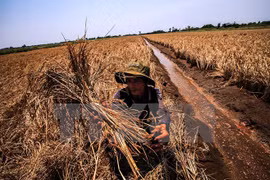Elaboran guiones para enfrentar salinización en Delta de Mekong