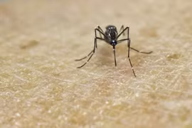 Vietnam advierte riesgos de fiebre amarrilla