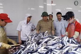 Quang Tri presta ayuda a afectados por muerte masiva de peces