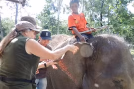 Efectúan programa de protección de elefantes en Vietnam