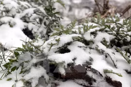Nevadas e intenso frío cubren provincias norteñas vietnamitas