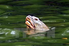 Cuerpo de famosa tortuga de Lago Hoan Kiem será conservado en museo