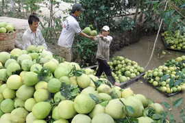 Casi dos mil comunas vietnamitas cumplen estándares de nuevo campo
