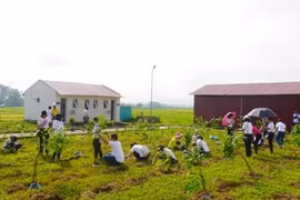 Plantan miles de árboles para un Vietnam más verde