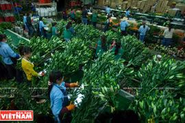 Da Lat, reino de hortalizas y flores