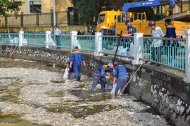 Exhortan a clarificar causa de muerte masiva de peces en lago de Hanoi