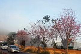 Hanoi planta más cerezos obsequiados por Japón