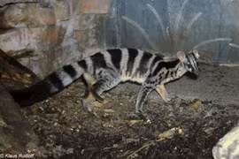 Civeta rara encuentra en casa en el Parque Nacional de Cuc Phuong
