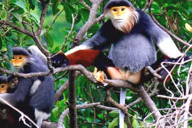 El duc de canillas rojas será símbolo de biodiversidad de Da Nang