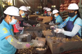 Reducen exportaciones de agro-silvi-acuicultura en enero