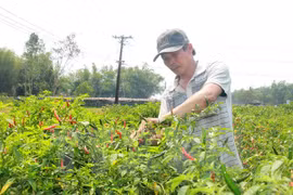 Oportunidades en exportación de ají para empresas vietnamitas