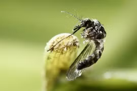 Ministerio de Salud recomienda autoprotección femenina contra virus Zika