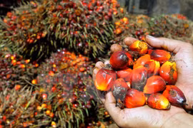 Suspende Indonesia apertura de nuevas granjas palmeras