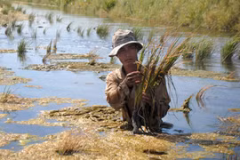 Ca Mau: salinización afectan 30 mil hectáreas de tierras para producción