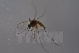 Tranquiliza Tailandia a población sobre contagio de Zika