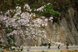Fiesta de Flor de Bauhinia en Dien Bien promueve el turismo