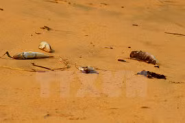 Exigen aclarar causa de muerte masiva de peces en litoral central de Vietnam