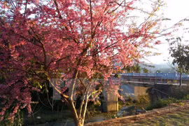 Cerezos japoneses florecen en Sa Pa 