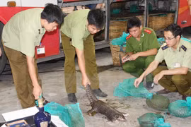 Más de 50 países asistirán a conferencia sobre comercio de animales salvajes