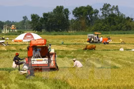 Vietnam se esfuerza por modernización rural y reestructuración agrícola
