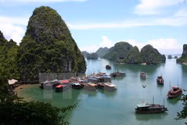 Jóvenes vietnamitas residentes en ultramar exploran Bahía de Ha Long