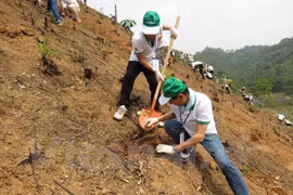 Honda – Vietnam siembra 80 hectáreas de bosque en Bac Kan