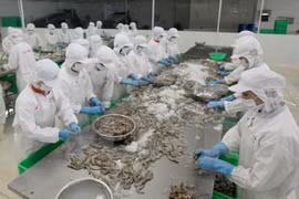 Vietnam registra aumento en exportaciones acuícolas