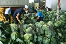 Can Tho busca cooperación en agricultura limpia con Nueva Zelanda