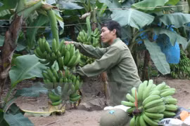 Desarrollo del cultivo de plátano tabasco