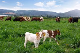 Vietnam y Países Bajos cooperan en desarrollo agrícola