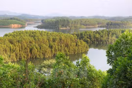 Plantación forestal brinda felicidad y prosperidad para pobladores de Yen Bai